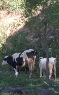 گاو صحرایی خوب