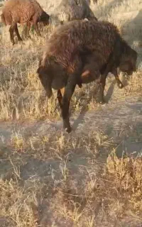 قوچ افشار