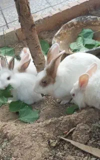 خرگوش