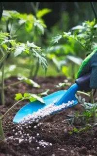 کود ارگانیک / باردهی تضمینی