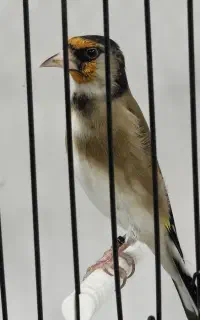 سهره زاغ