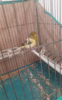 قناری گلاستر نر