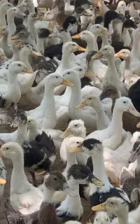 ۴ هزارتا اردک دوماهه