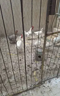 مرغ وخروس وجوجه