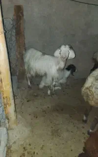 بز جوان