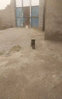 توله نرگرگی