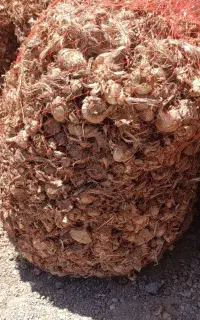 پیاز زعفران
