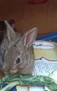 خرگوش