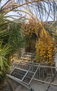پا جوش خرما برهی