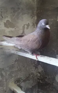 کبوتر