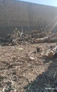 خرید چوب قطع درختان