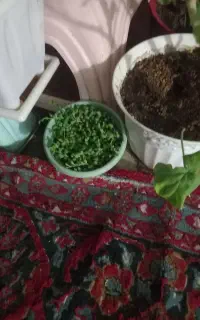 فروشی