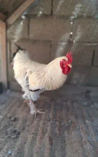 خروس برهما لایت