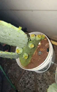 کاکتوس
