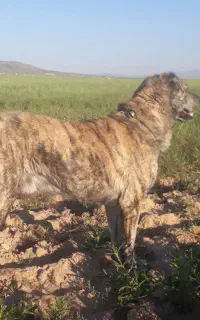 واگذاری سگ گله