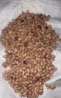 لوبیا