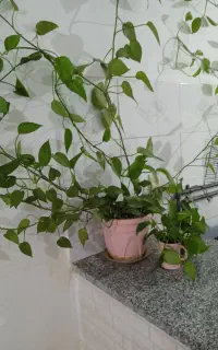 گل زیبا قشنگ