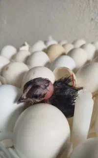 تخم مرغ نطفه دار تازه وتضمینی بالای 80درصد