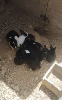 خرگوش