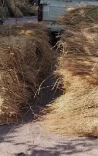 کلوش(کاه)