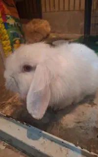 خرگوش مینی لپ