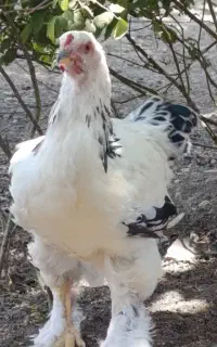مرغ. خروس