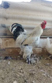 خروس برهـما کیـنـگ