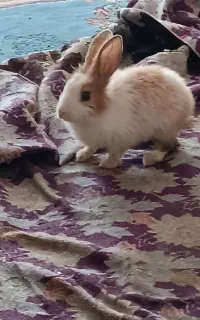 خرگوش