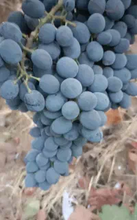 فروش انگور سیاه