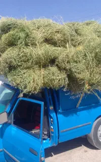 یونجه خشک. بیده