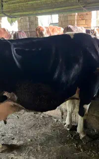 گاو