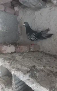 کبوتر دوبر صید شده