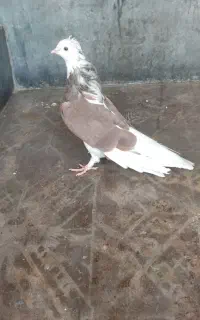 چند جفت شازده