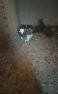 موکت ۳/۴