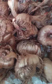 پیاز زعفران