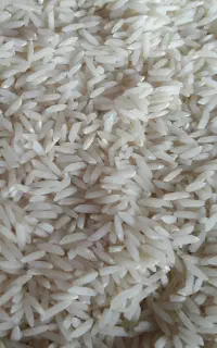 برنج طارم هاشمی بوجاری شده درجه ۱ خالص.