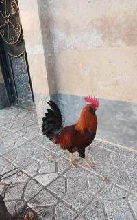 خروس دورگه