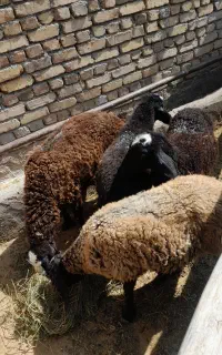 بره ماده