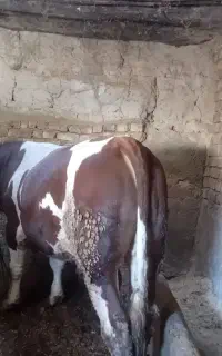 ۲ راس گوساله نر سیمینتال