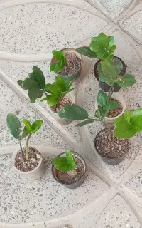 ماهی