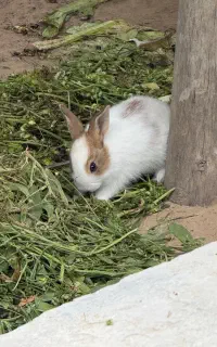خرگوش خانگی