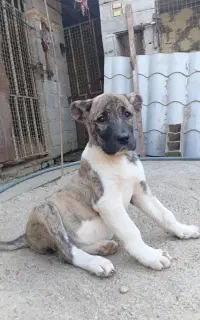 سگ خراسانی اصیل