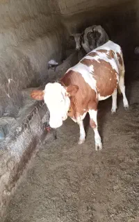 گوساله ماده سمینتال قرمز