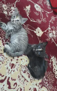 بچه گربه