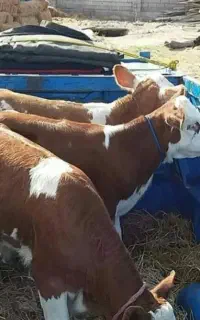 فروش انواع گوساله درجه یک