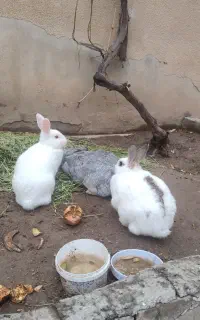 3عدد خرگوش زیبای ماده