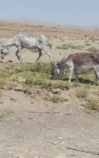 دو عدد الاغ ماده گله ای چاق جوان سرحال درشت