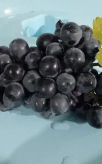 انگور شانی