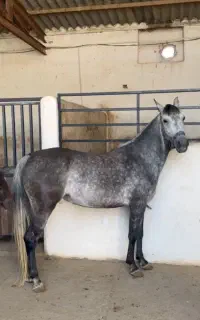مادیان سواری شده بسیار پر خون نژاد کورد