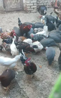 تخم مرغ نطفه دار گلین تخم مرغ شاخدار تخم غاز